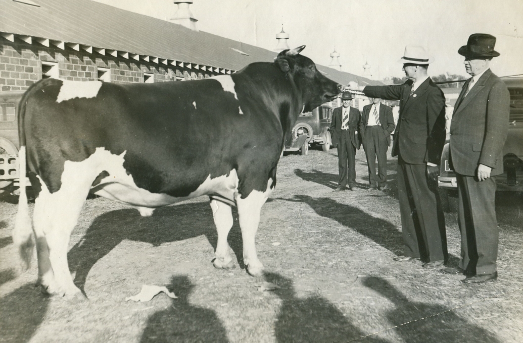 Maytag with cow
